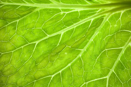 macro of a green leaf. full frameの写真素材