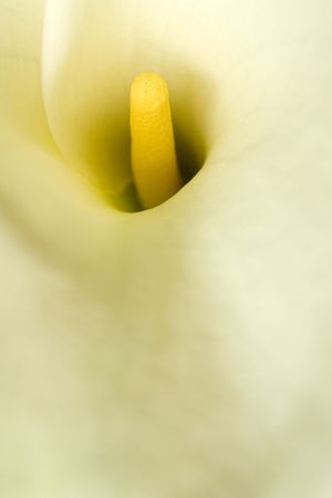 ONe calla in soft focus filling the frameの写真素材