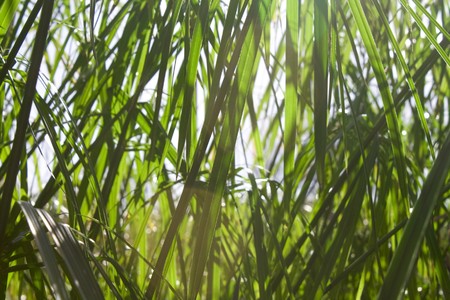 a background made of grass pattern, textureの写真素材