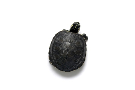 One baby turtle isolated in white backgroundの写真素材