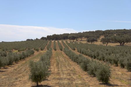 A Hill with many olive tree in summer の写真素材