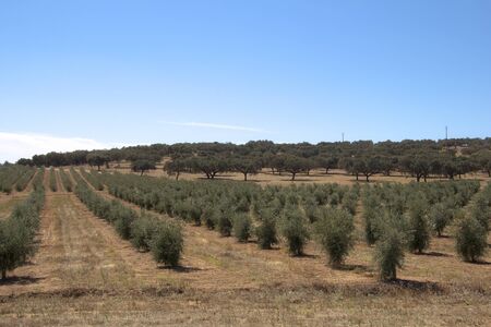A Hill with many olive tree in summerの写真素材