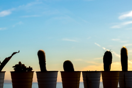 Silhouette of many cactus in line during the sunset at the beach の写真素材
