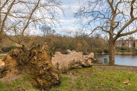 A fallen tree left to rot in the park just in front of the lake. Cloudy winter sky in Britain with typical houses in the background.の写真素材