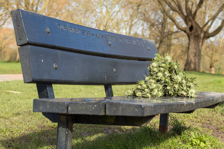 A bench set in the park in memorial of someone loved that died. Remembered by someone that left a couple of green flower in it.の写真素材