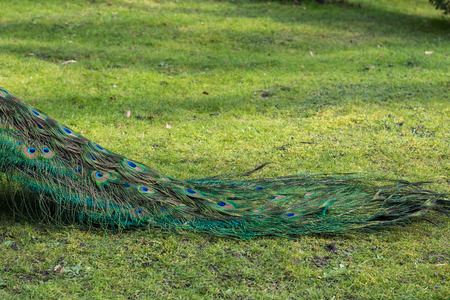 Male peacock walking around in the green grass of a public parkの写真素材