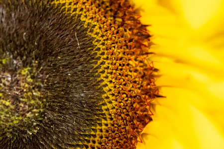 Macro on a sunflower that shows the center of the flower with small seed ready to grow, gradually fading into the petalsの写真素材