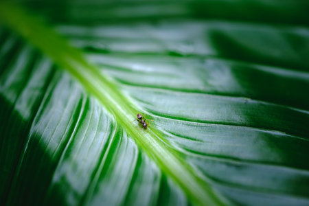 Small ant in the middle of the leaf stem filling the frameの写真素材