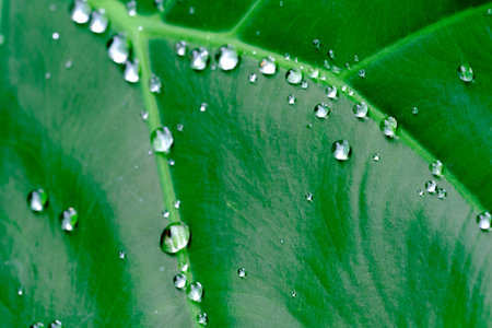 A pattern of green leaf filling the frameの写真素材