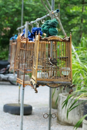 birds in south of thailandの素材