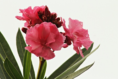 Pink flowers after the rain