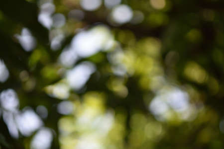 stunning bokeh and blurry backgrounds