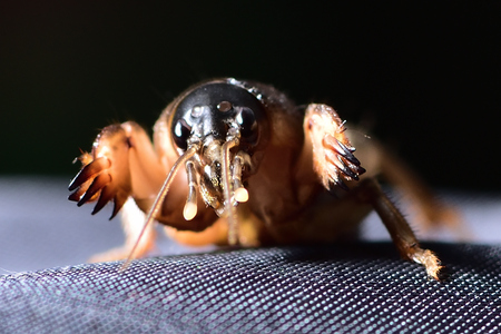 Mole crickets.It has wings and can fly, but insects living underground. It has a large hand to dig.