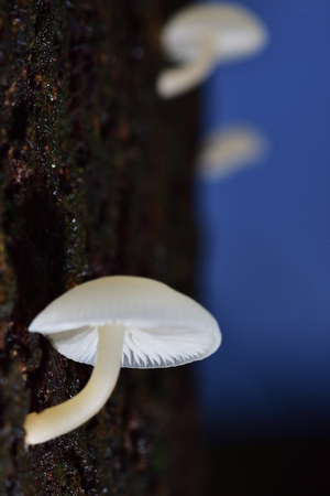 White mushrooms on a damp tree It can be eaten in the damp forest of Thailand.の写真素材