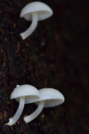 White mushrooms on a damp tree It can be eaten in the damp forest of Thailand.の写真素材
