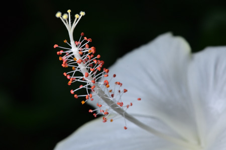 White hibiscus flowers in the botanical gardens. It has delicate white petals. Orange and yellow pollen.の写真素材