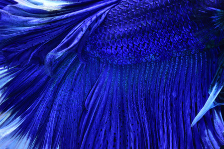 Super blue Betta Siamese fighting fish.The head is white and inserted in red. Fins and tail like long skirts, half moon tail, perfect fish elegance. Fish that are native to Thailand.Fight to compete.の写真素材