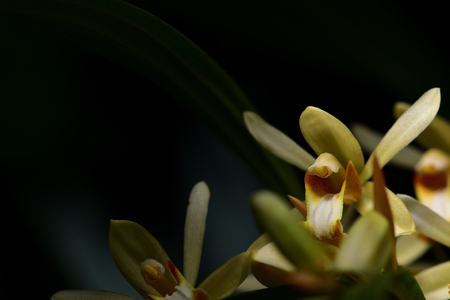 Yellow wild orchid,dark background. Five petals of yellow petals.The pistils are white and maroon and yellow.Yellow stamens on top. The flower is a bouquet.Found in the wild in Thailand.の写真素材