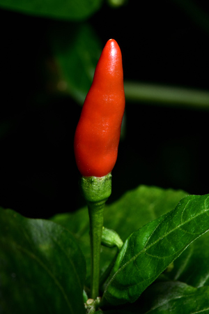 Red chili in the kitchen garden and dark backdrop. Found in all areas of Thailand. It is small but very spicy. Used as a component of many Thai dishes. Make Thai food more delicious.の写真素材