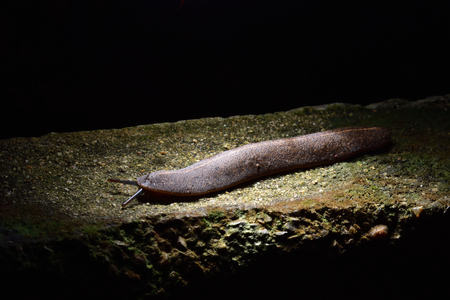 Brown slug in the dark background. The slug is walking on a wet floor in a botanical garden. It bites and destroys trees.の写真素材