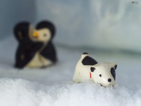 Animal in north pole 