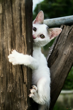 Cat climbingの素材