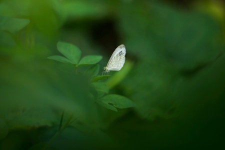 White butterfly in greenの素材