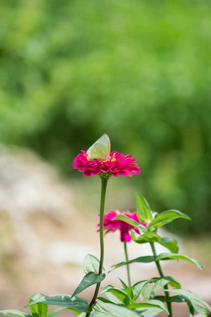 A yellow butterfly on pink flowerの素材