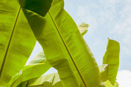 Group of big green banana leaves in sunshine on sky background. Sky space free for symbol or content. Close up, copy space.の写真素材