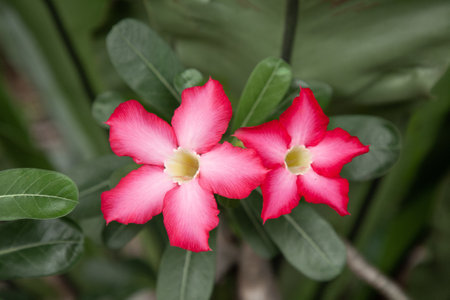 Adenium obesum flowers blooming on green leaves closeup with blur green leaves background. Also...