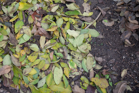 Colorful autumn fallen leaves texture on soil background.の写真素材