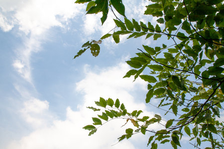 Green leaves in sunshine on clound sky background. Free space for symbol or content. Close up, copy...