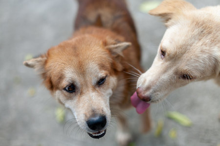 Dog brown and white playing with love. Isolated Background.