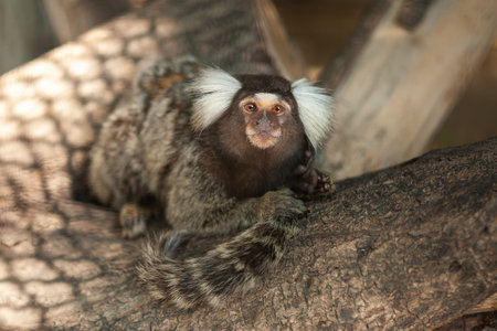 Common Marmoset monkey closeup face on tree. It originally lived on the northeastern coast of Brazil.の写真素材