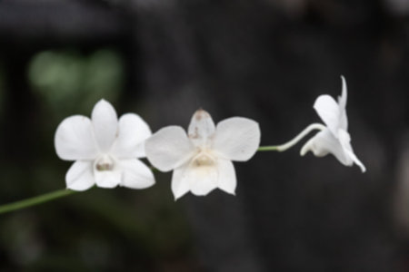 Violet flower for Background. Isolated Background for copy.の写真素材