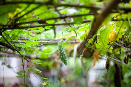 green leaves backgroundの写真素材