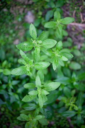 green leaves backgroundの写真素材