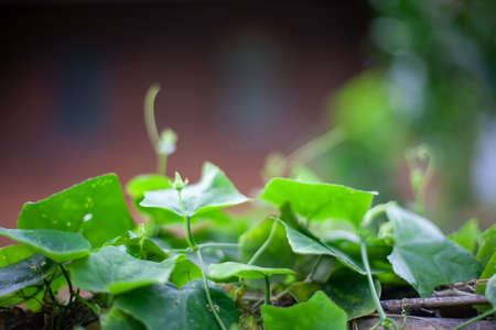green leaves backgroundの写真素材