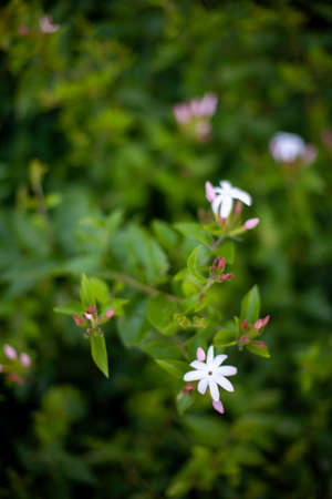 green leaves backgroundの写真素材