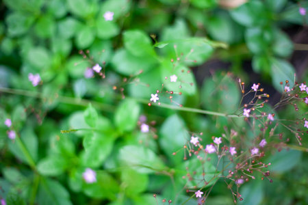 green leaves backgroundの写真素材