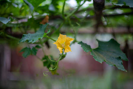green leaves background