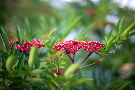 green leaves backgroundの写真素材
