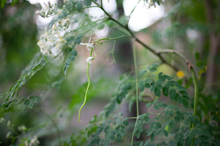 green leaves backgroundの写真素材