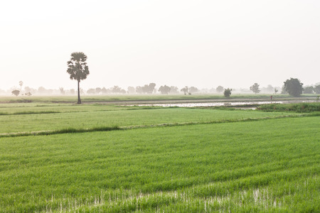 rice fieldの写真素材