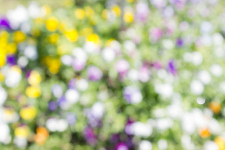 blurred colorful flower backgroundの写真素材