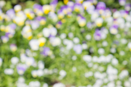 blurred colorful flower backgroundの写真素材