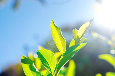 The sun hits the leaves in the morning.の写真素材