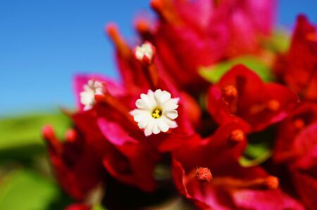 Macro photo of white flower on red backgroundの写真素材