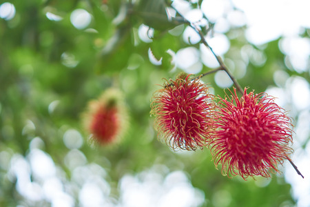The rambutan on the background is a blurred light from the leaves.