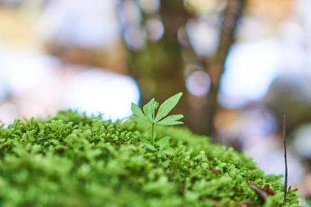 Little tree and moss fall on the rocks. Forest on trunk of tree On the background blurredの写真素材